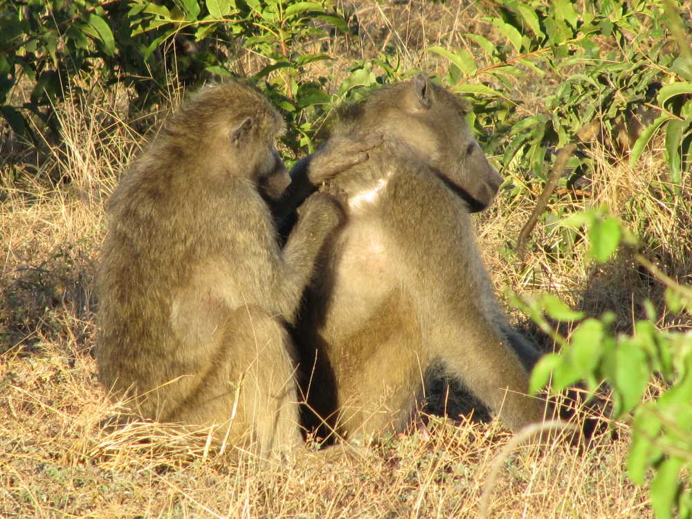 Paviane, die sich gegenseitig striegeln - Dusty Trails Safaris Namibia & Dusty Car Hire Namibia