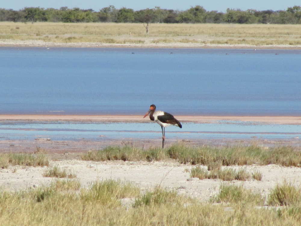 black stork at massive waterhole in Bushmanland Namibia - Dusty Trails Safaris Namibia & Dusty Car Hire Namibia