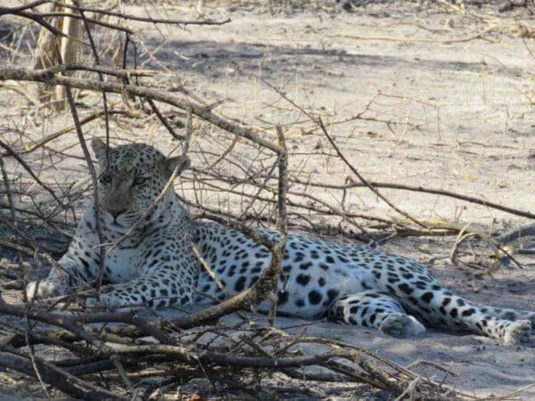 Nahaufnahme eines Leoparden im Schatten - Moremi Botswana - Dusty Trails Safaris Namibia &amp; Dusty Car Hire Namibia