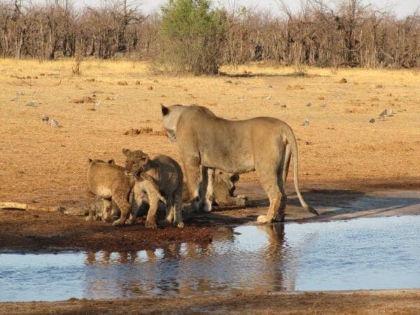 Löwin mit Babys am Wasserloch - Dusty Trails Safaris Namibia  Dusty Car Hire Namibia