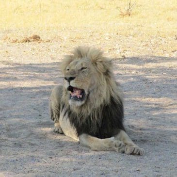 Gähnender Löwe - Moremi Botswana - Dusty Trails Safaris Namibia & Dusty Mietwagen Namibia