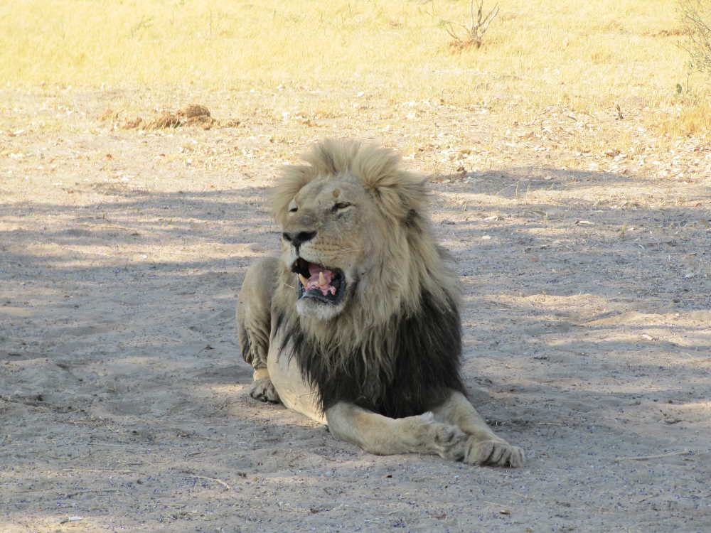 yawning lion - Moremi Botswana - Dusty Trails Safaris Namibia & Dusty Car Hire Namibia