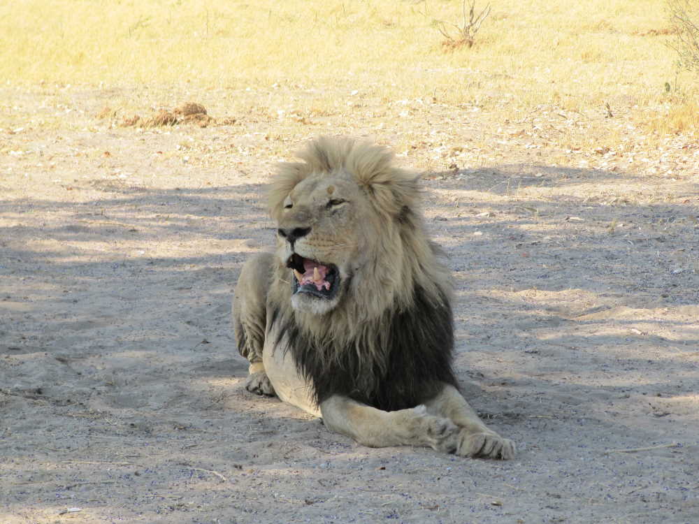 Gähnender Löwe - Moremi Botswana - Dusty Trails Safaris Namibia & Dusty Car Hire Namibia