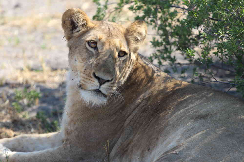 Wunderschöne Löwin - Moremi Botswana - Dusty Trails Safaris Namibia &amp; Dusty Car Hire Namibia