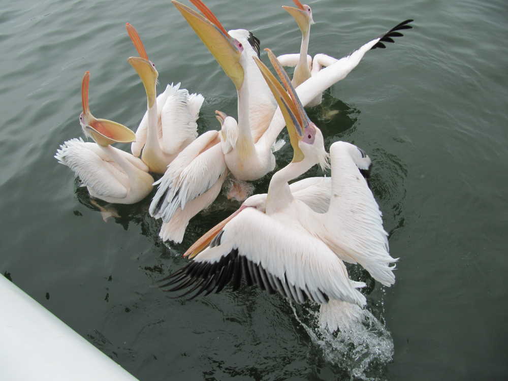 pelican wating for fish in the water at boat cruise in Walvis Bay - Dusty Trails Safaris Namibia & Dusty Car Hire Namibia