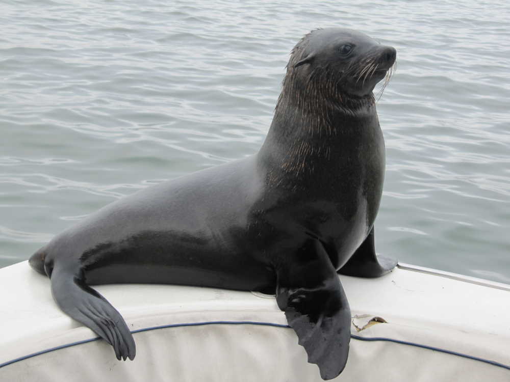 zahme Robbe auf einem Boot während Bootsfahrt in Walvis Bay - Dusty Trails Safaris Namibia &amp; Dusty Mietwagen Namibia