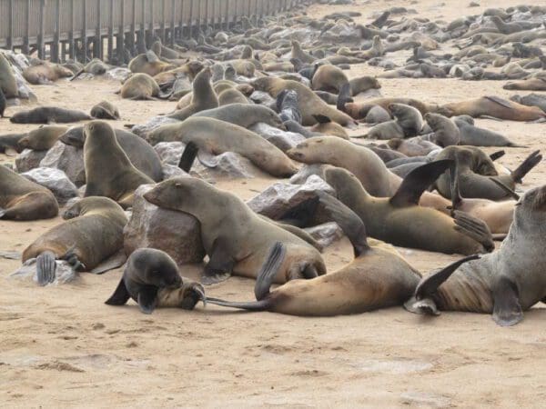 relaxing seals at cape cross Namibia - Dusty Trails Safaris Namibia & Dusty Car Hire Namibia
