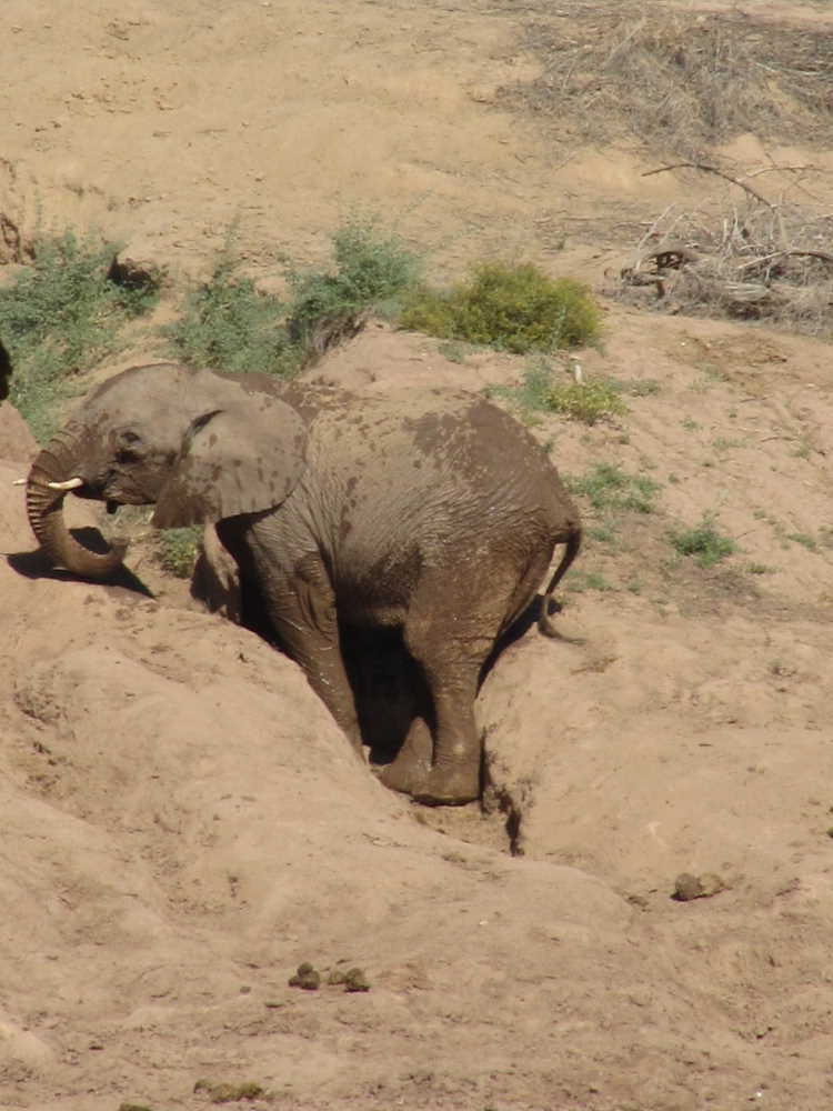 small elephant scrubbing himself in a fissure - Dusty Trails Safaris Namibia & Dusty Car Hire Namibia