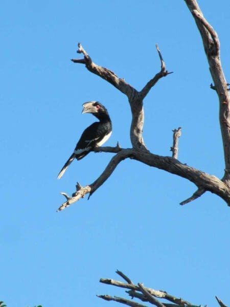 trumpet hornbill on a tree in Chobe National Park Botswana - Dusty Trails Safaris Namibia & Dusty Car Hire Namibia