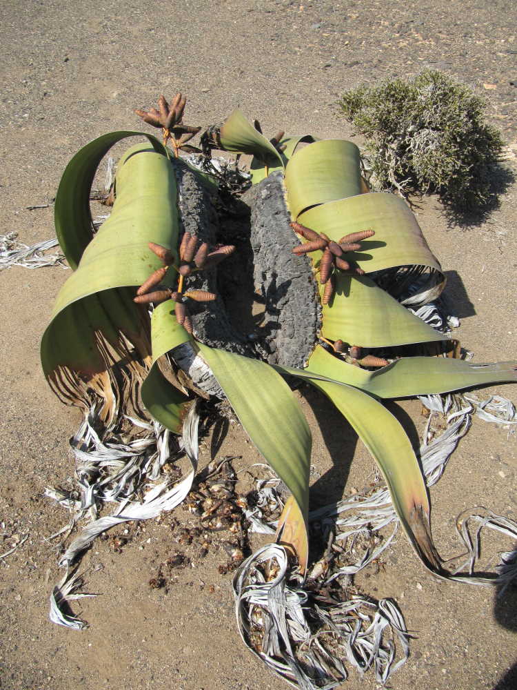 Welwitschia mirabilis Pflanze von oben - die beiden Blätter sind gut zu sehen - Dusty Trails Safaris Namibia &amp; Dusty Car Hire Namibia