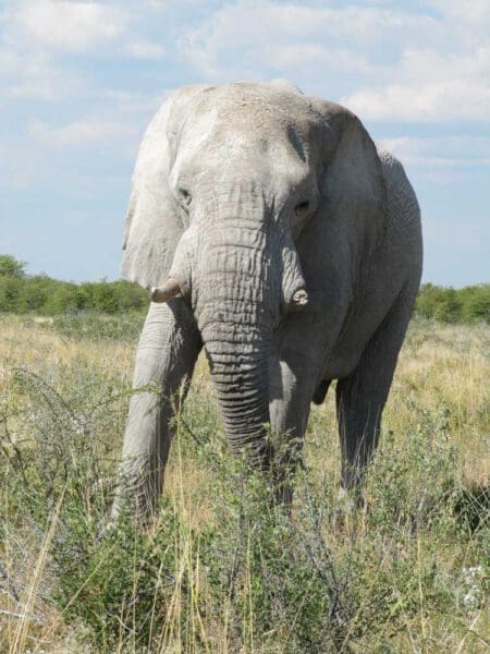 white elephant from salty dust in Etosha National Park Namibia - Dusty Trails Safaris Namibia & Dusty Car Hire Namibia