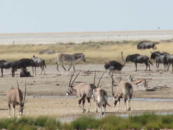 große Gruppe gemischter Wildtiere im Etosha National Park Namibia - Dusty Trails Safaris Namibia &amp; Dusty Car Hire Namibia