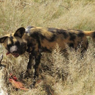 Wildhund auf Harnas Namibia eine Fütterung - Dusty Trails Safaris Namibia & Dusty Mietwagen Namibia