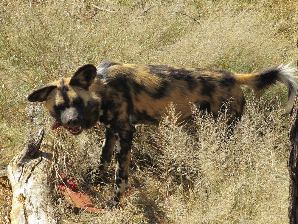 ein fressender Wildhund bei Harnas Wildlife Foundation Namibia - Dusty Trails Safaris Namibia &amp; Dusty Car Hire Namibia