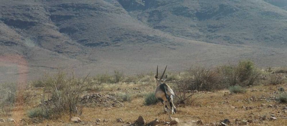 Headerbild - laufende Oryxantilopen im privaten NamibRand Wildreservat - Dusty Trails Safaris Namibia & Dusty Car Hire Namibia
