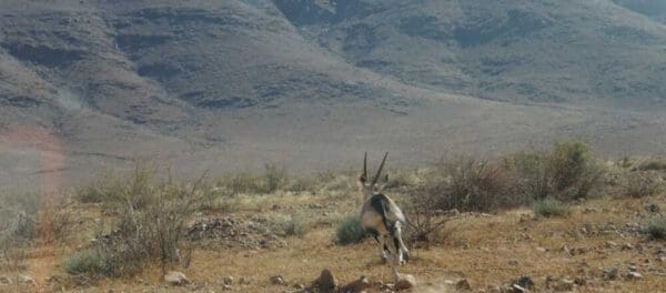 header running oryx in namibRand private game reserve - Dusty Trails Safaris Namibia & Dusty Car Hire Namibia