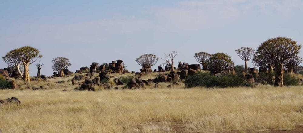 header image - quiver trees and dolorite rocks - Dusty Trails Safaris Namibia & Dusty Car Hire Namibia