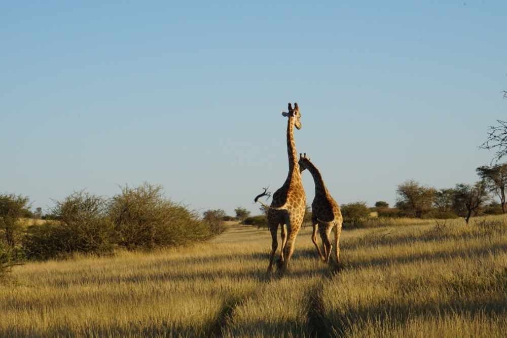 Springende Giraffen auf der morgendlichen Pirschfahrt - Dusty Trails Safaris Namibia &amp; Dusty Car Hire Namibia