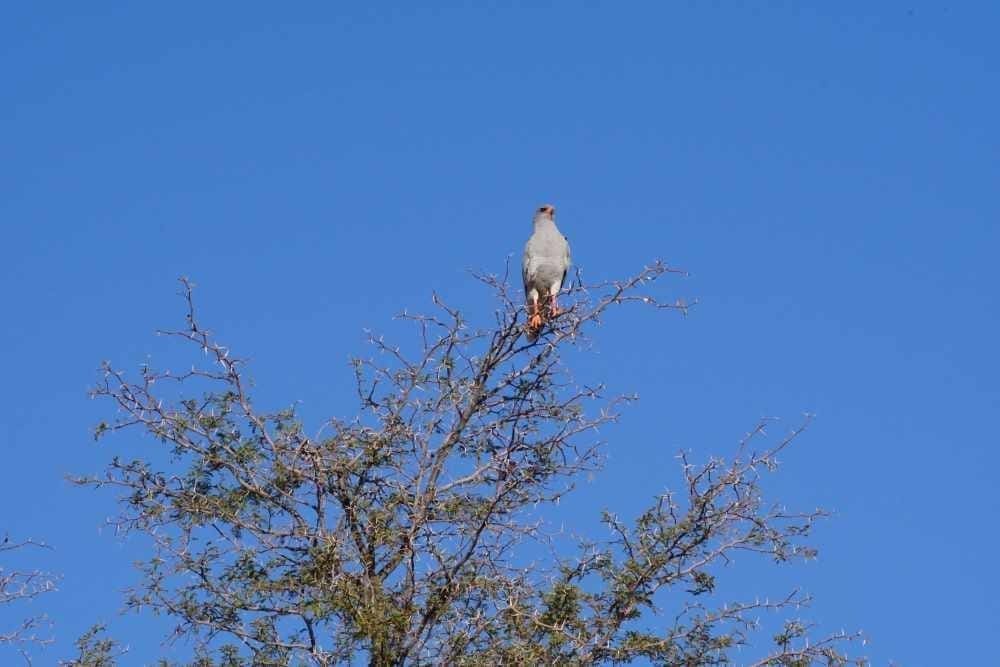 Southern Pale Chanting Goshawk in a tree - Dusty Trails Safaris Namibia & Dusty Car Hire Namibia
