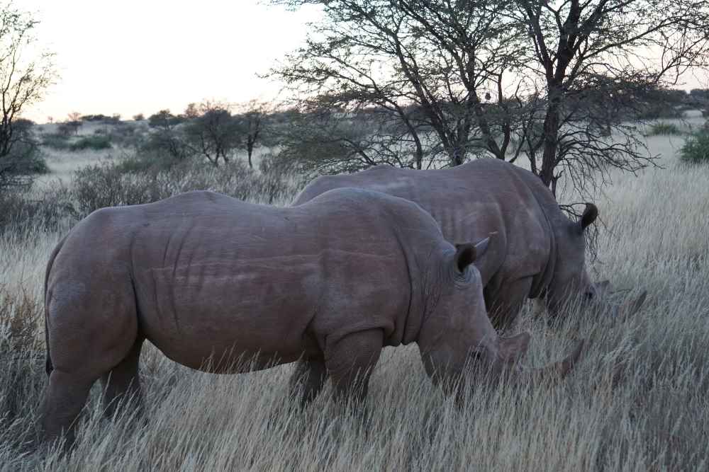 white rhinos on the morning drive at Bagatelle - Dusty Trails Safaris Namibia & Dusty Car Hire Namibia