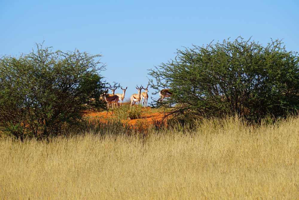 springboks on a Kalahari dune - Dusty Trails Safaris Namibia & Dusty Car Hire Namibia