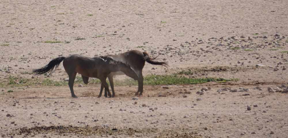 Wildpferde von Garub - Schütteln nach Sandbad - Dusty Trails Safaris Namibia &amp; Dusty Car Hire Namibia