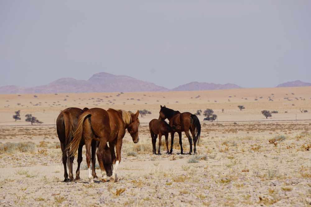 wild horses of Garub - Dusty Trails Safaris Namibia & Dusty Car Hire Namibia