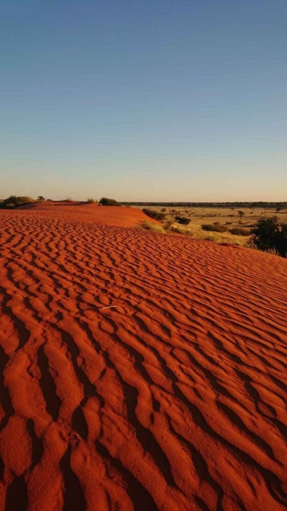 Der rote Sand einer namibischen Kalahari-Düne - Dusty Trails Safaris Namibia & Dusty Car Hire Namibia