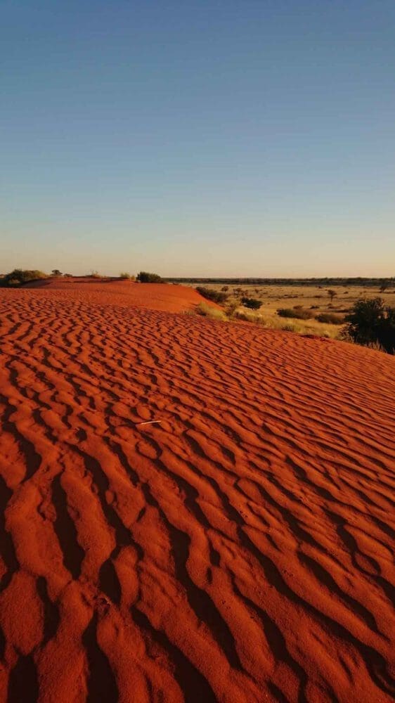 Der rote Sand einer namibischen Kalahari-Düne - Dusty Trails Safaris Namibia  Dusty Car Hire Namibia