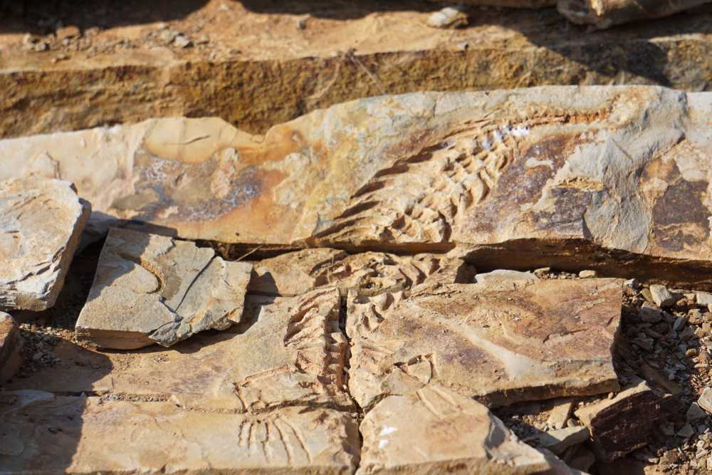 Nahaufnahme eines Mesusarus Fossils - Dusty Trails Safaris Namibia &amp; Dusty Car Hire Namibia