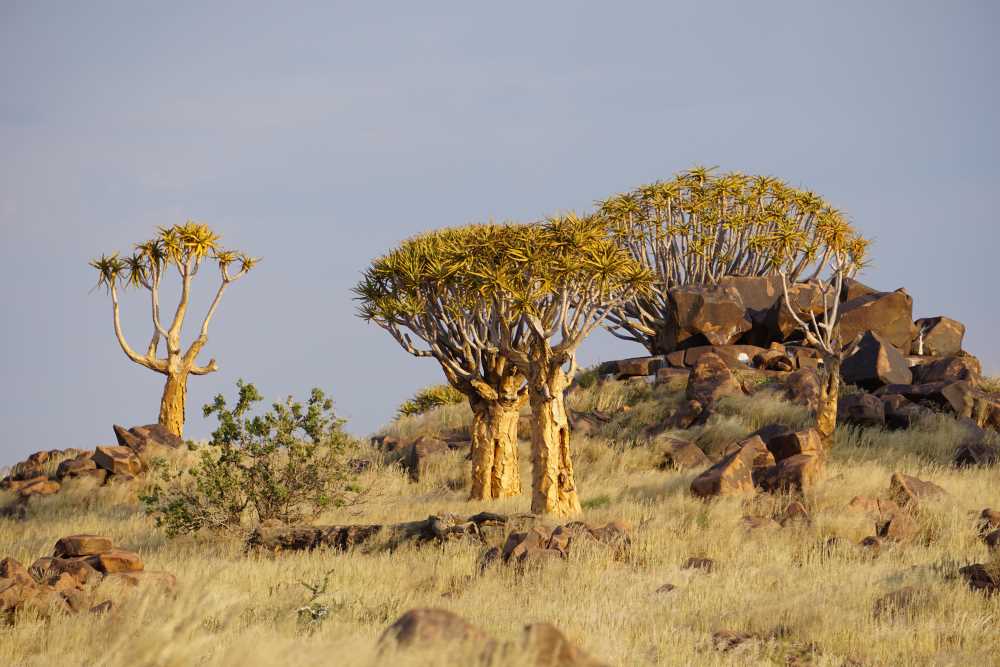 eine Gruppe von Köcherbäumen im Mesosaurus Buschcamp - Dusty Trails Safaris Namibia &amp; Dusty Car Hire Namibia