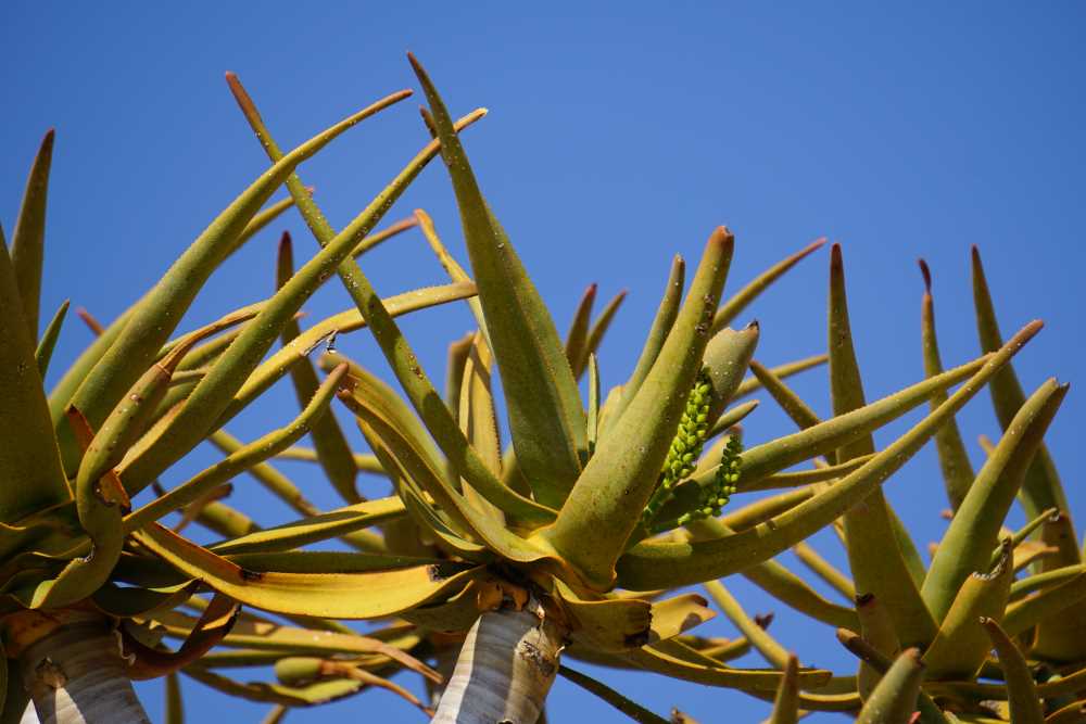 die Blätter eines Köcherbaums - die Verwandtschaft zur Aloe-Pflanze ist leicht zu erkennen - Dusty Trails Safaris Namibia &amp; Dusty Car Hire Namibia