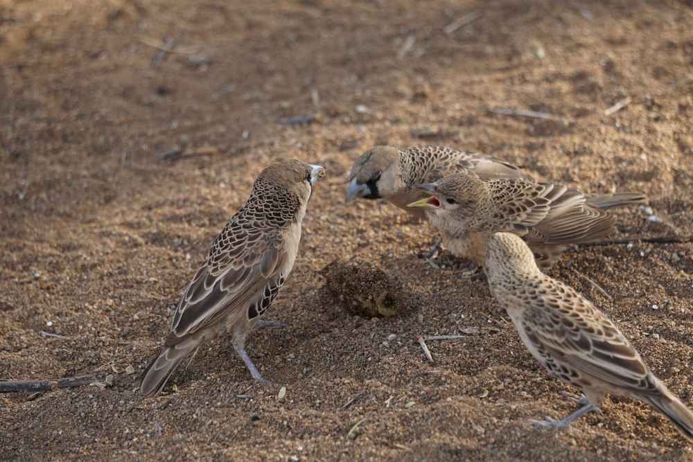 Webervögel fressen Apfelreste - Dusty Trails Safaris Namibia &amp; Dusty Car Hire Namibia