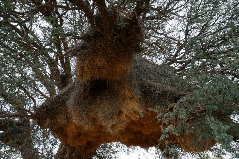 a big weaver bird nest in a camel thorn tree - Dusty Trails Safaris Namibia & Dusty Car Hire Namibia