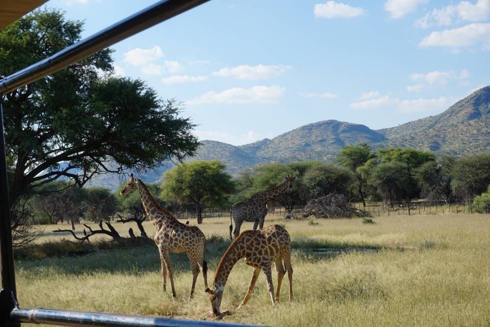 Giraffen auf einer Pirschfahrt auf der Okapuka Ranch in der Nähe von Windhoek