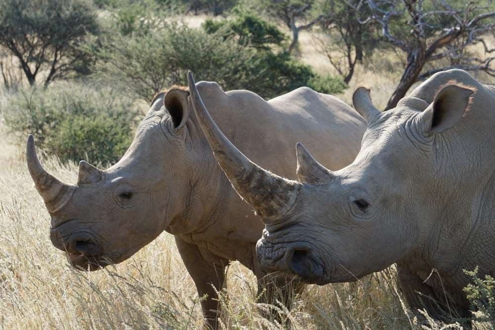 Breitmaulnashorn auf einer Pirschfahrt auf der Okapuka Ranch in der Nähe von Windhoek