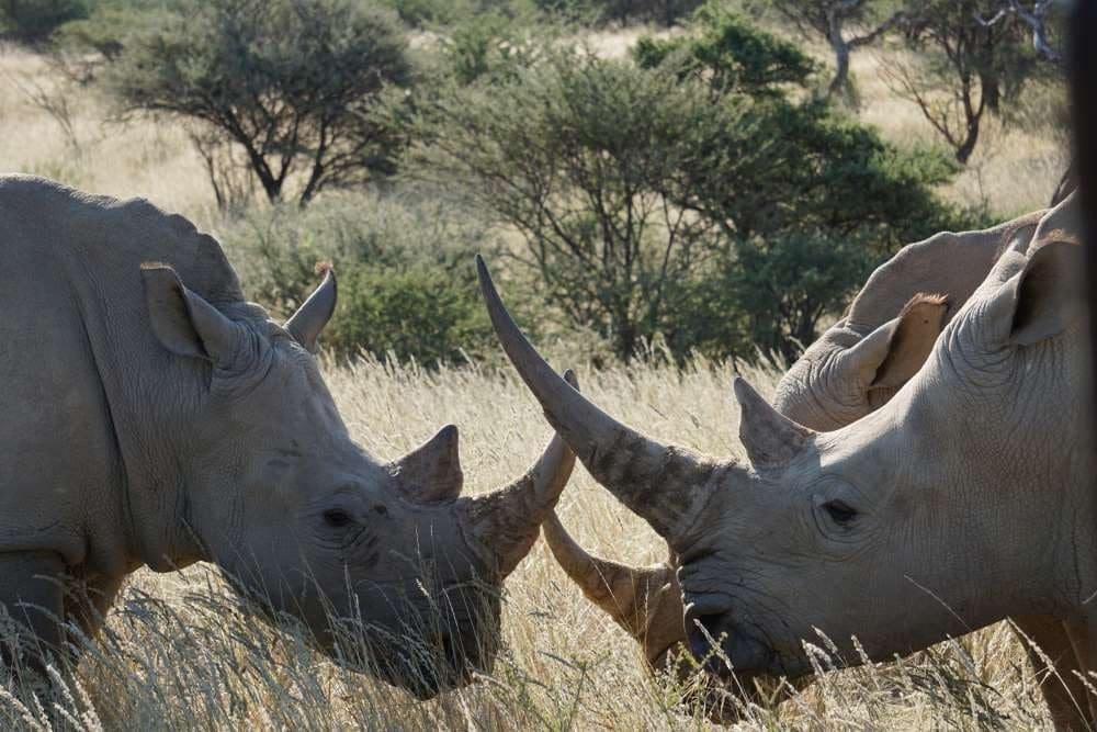 white rhino on the game drive at Okapuka Ranch close to Windhoek