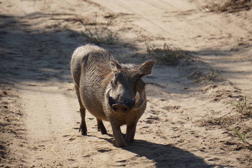 Warzenschwein auf den Knien