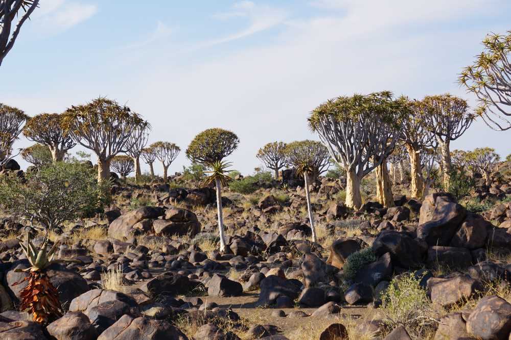 Der Köcherbaumwald hat die höchste Dichte an Köcherbäumen in Namibia - Dusty Trails Safaris Namibia &amp; Dusty Car Hire Namibia