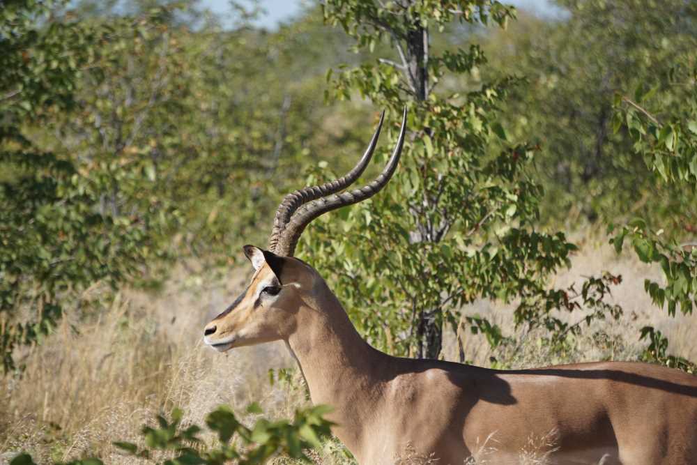 black faced impala in Etosha National Park
