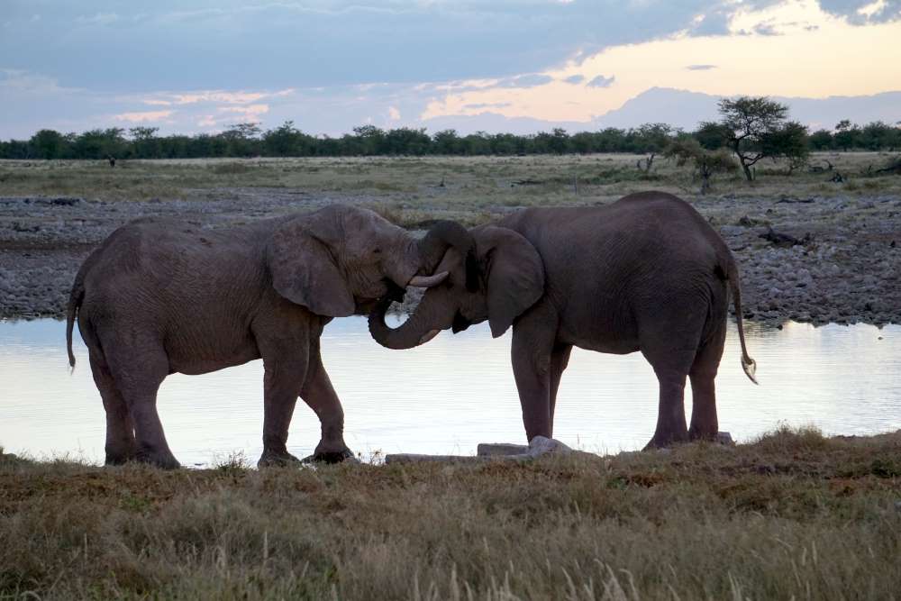 buddy elephants at Okaukejo waterhole
