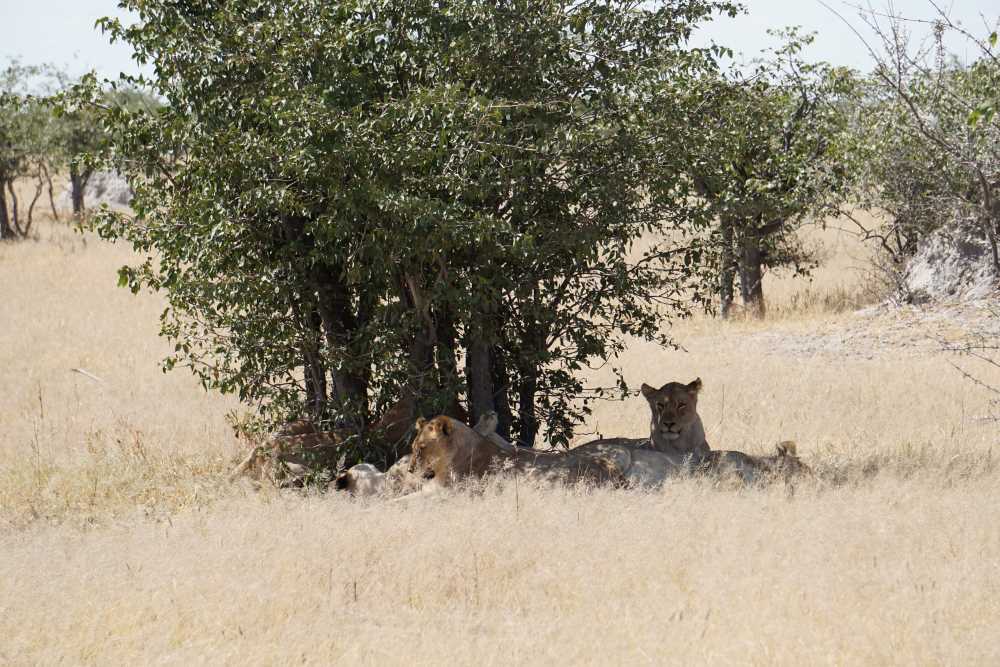 group of 5 female lions in the shade of a tree