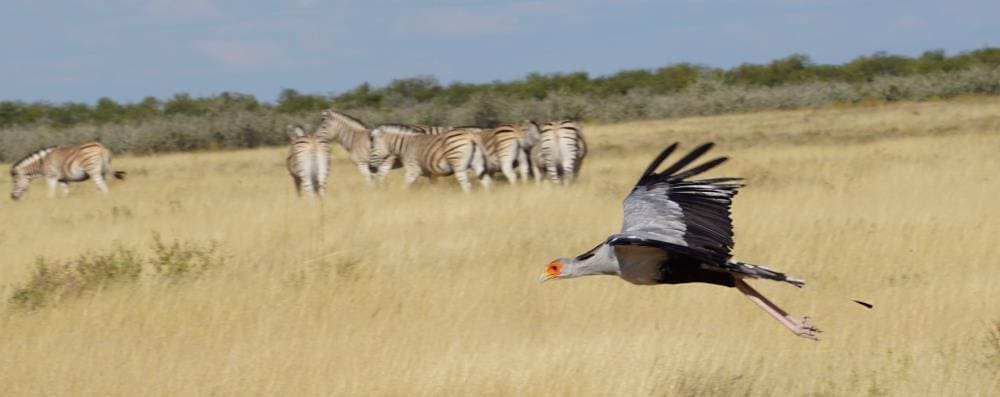 Fliegender Sekretär im Etosha-Nationalpark