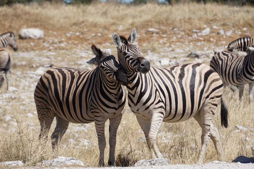 kuschelnde Zebras im Etosha National Park