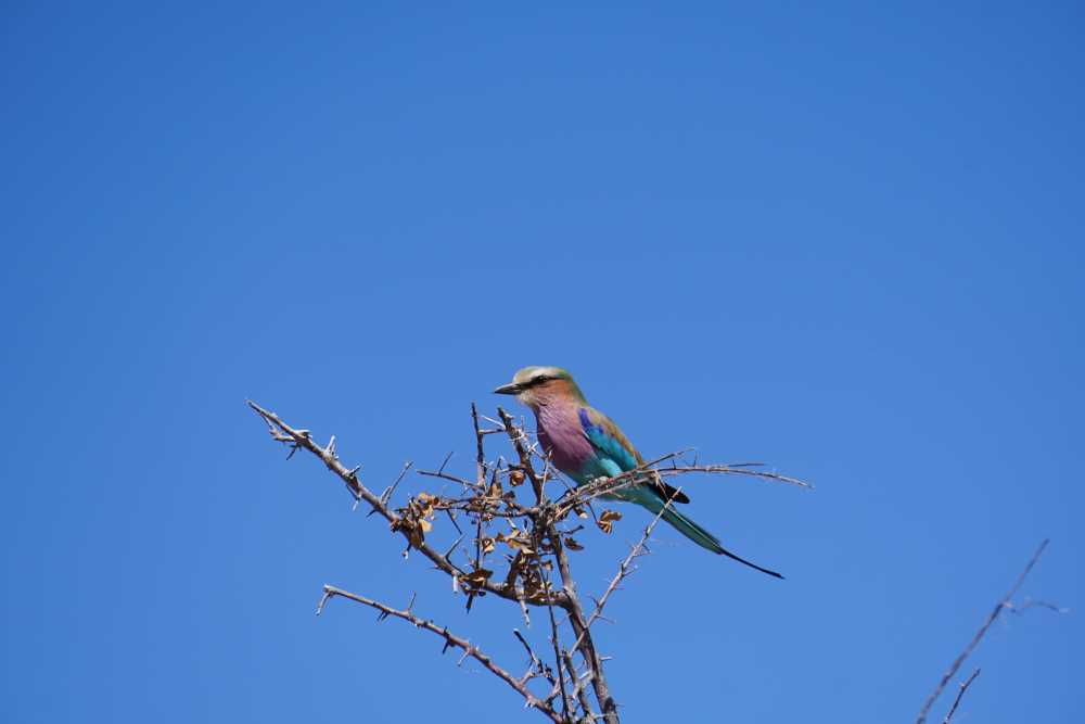 lilac breasted roller on the top of a bush