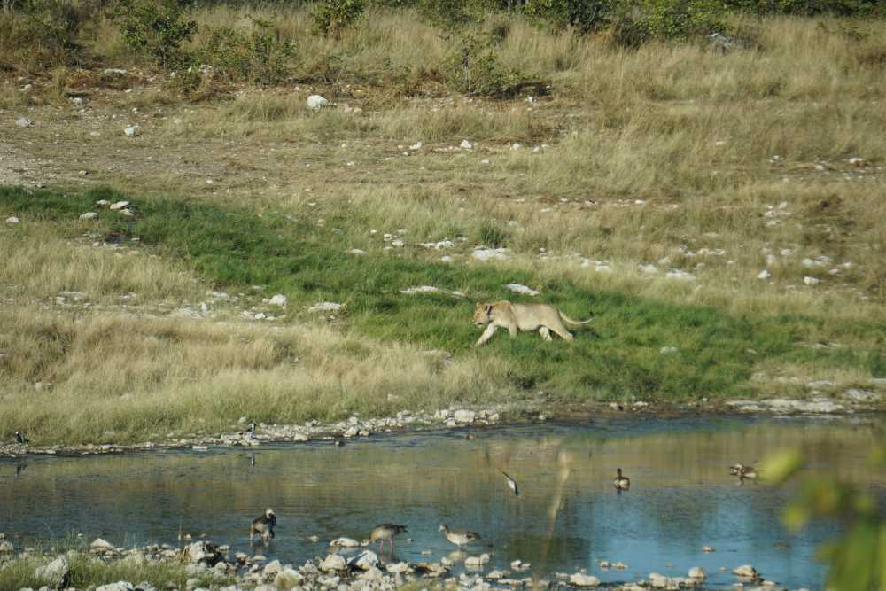 Löwin bei einem Spaziergang an einem Wasserloch im Etosha-Nationalpark