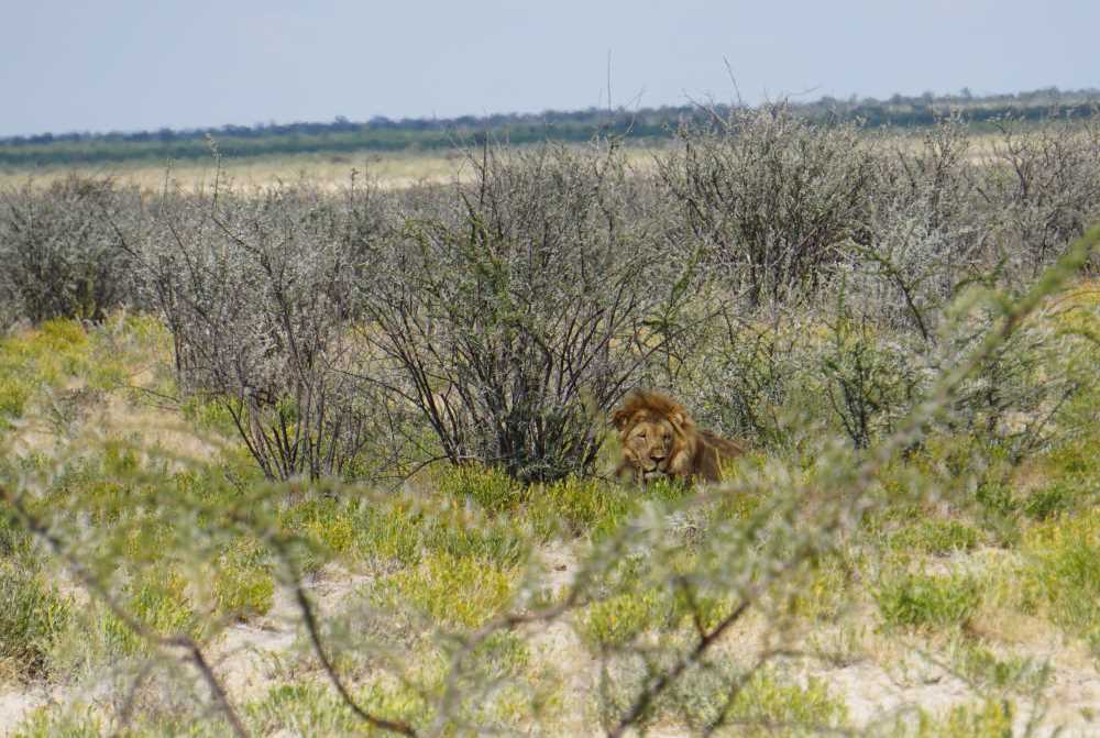 Männlicher Löwe versteckt sich in einem Busch