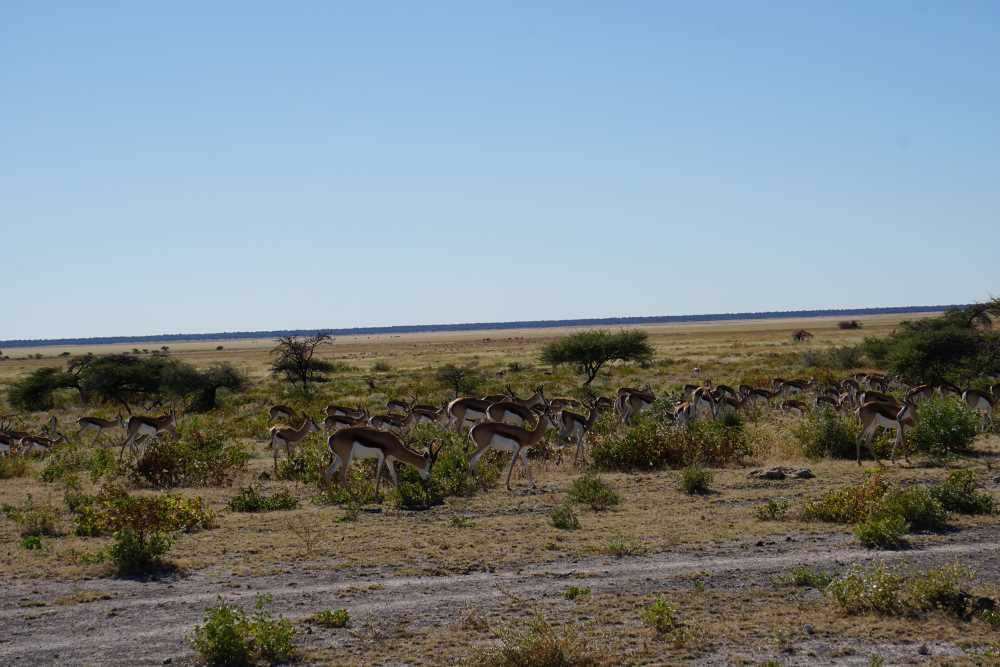 a herd of springbok