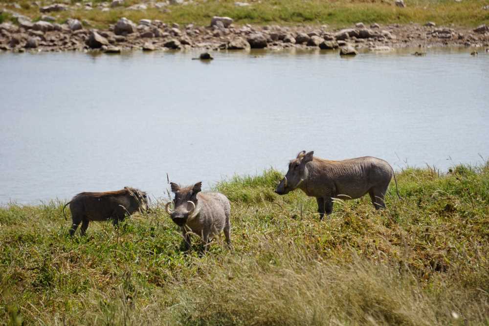 Warzenschweinfamilie am Wasserloch von Okaukejo