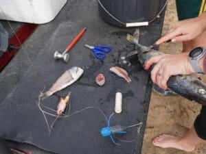 preparing bait for shark fishing